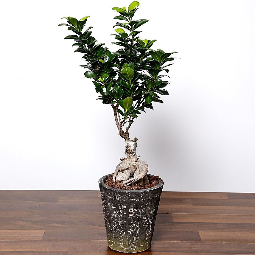 Ficus Bonsai Plant In a Ceramic Pot
