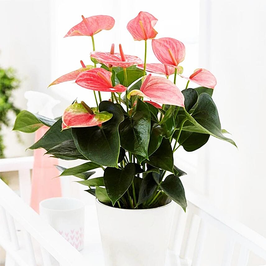 Flowering Anthurium Plant In Round White Pot