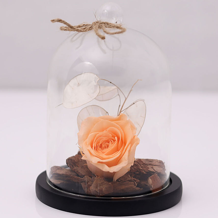 Forever Rose In Glass Dome Peach