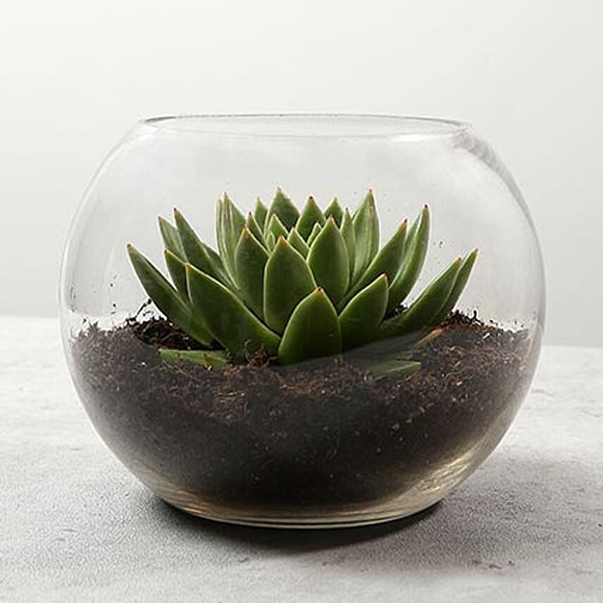 Green Echeveria Plant In Fish Bowl