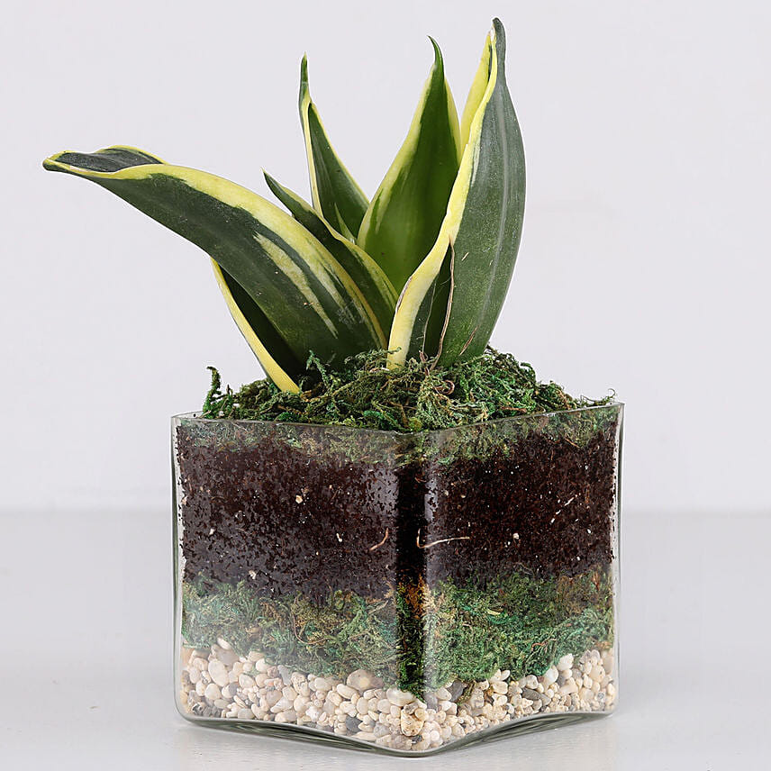 Lotus Sansevieria Plant 3 Glass Terrarium