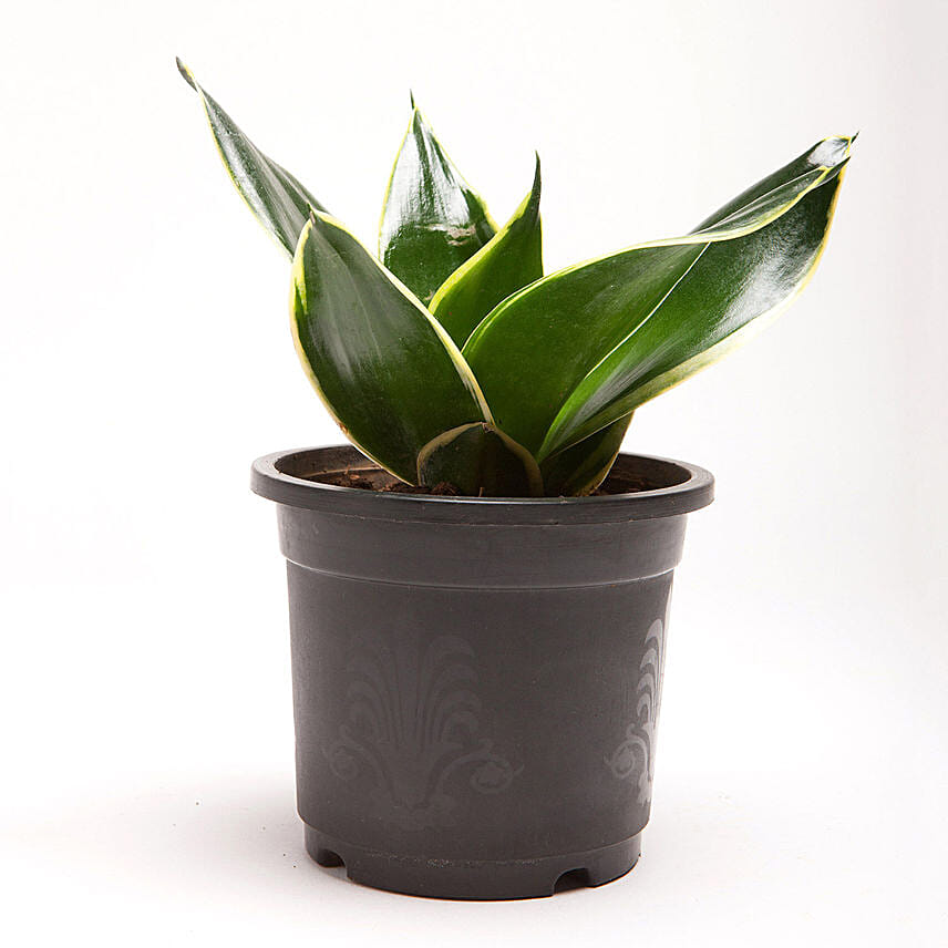 Milt Sansevieria Plant In Black Plastic Pot