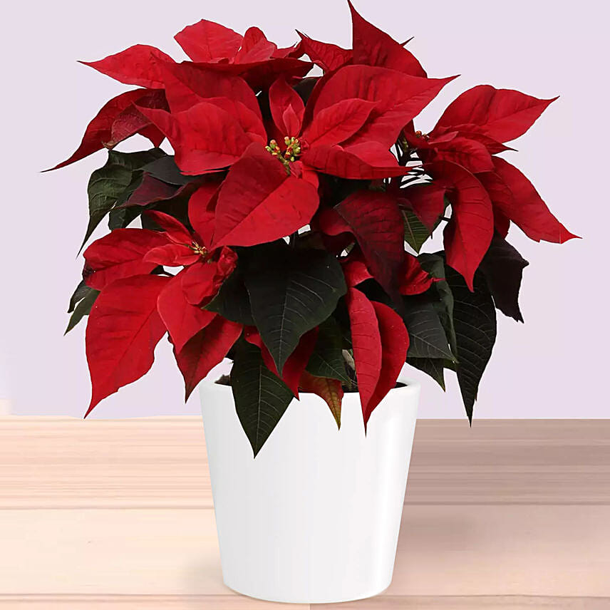 Poinsettia Plant In Reviting White Pot