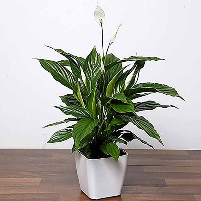 Pretty Peace Lily Plant