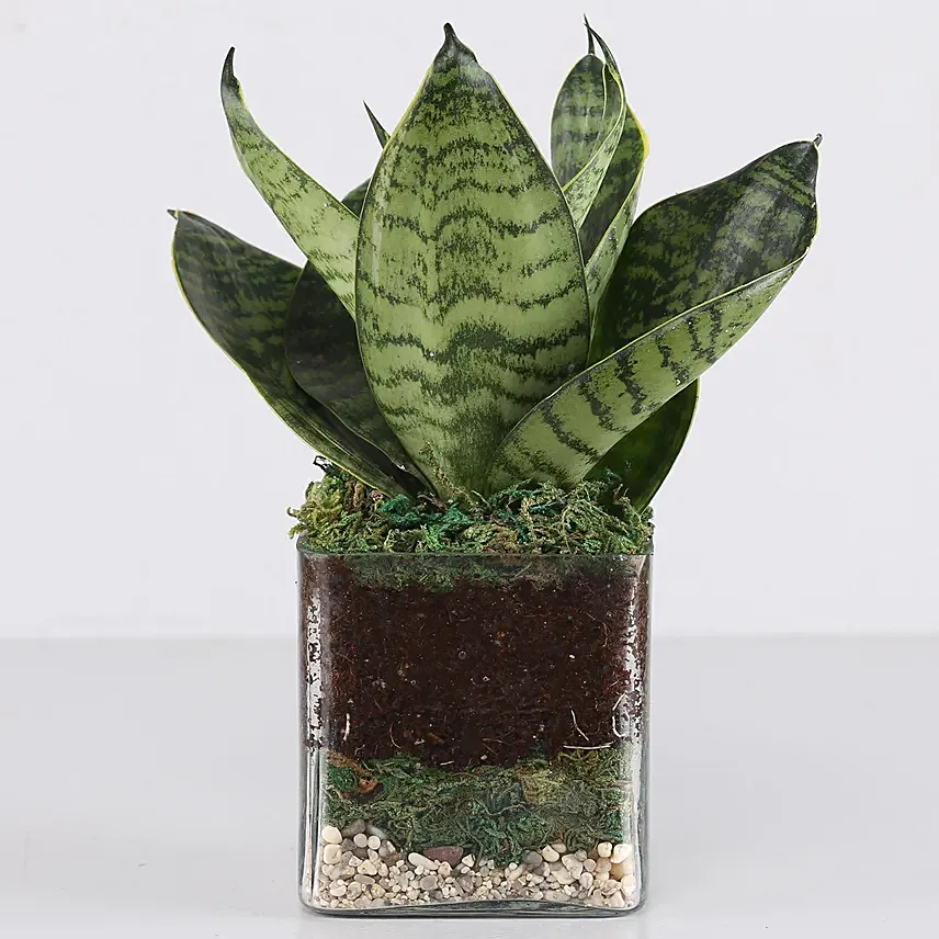 Sanseaveria Green Compacta Plant 3 Glass Terrarium