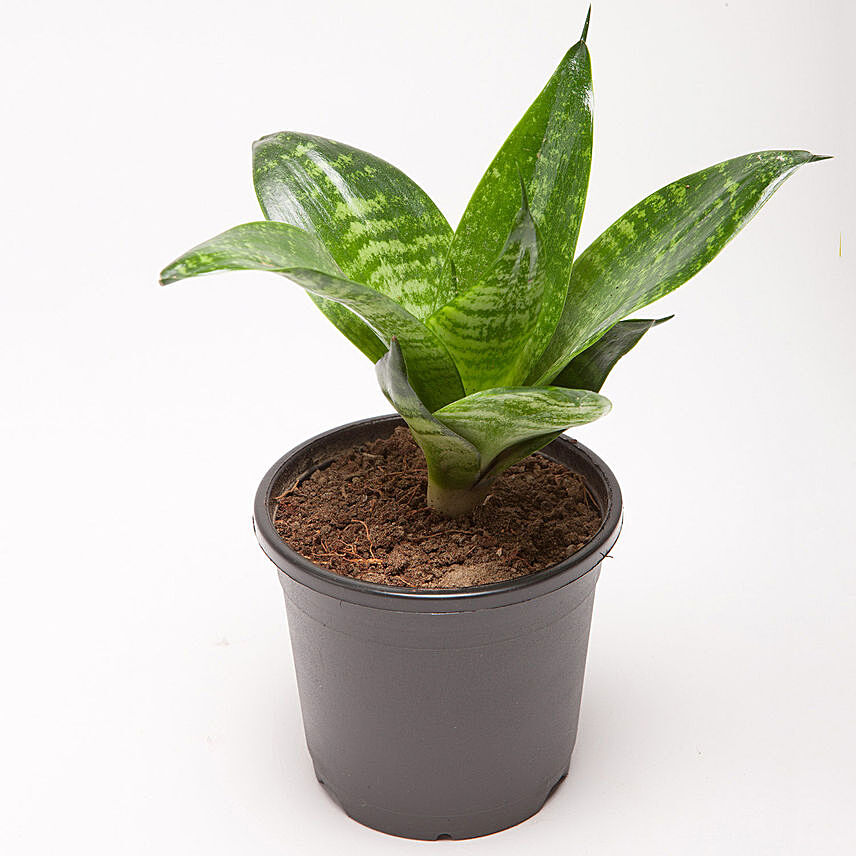 Snakeskin Sansevieria Plant In Black Plastic Pot