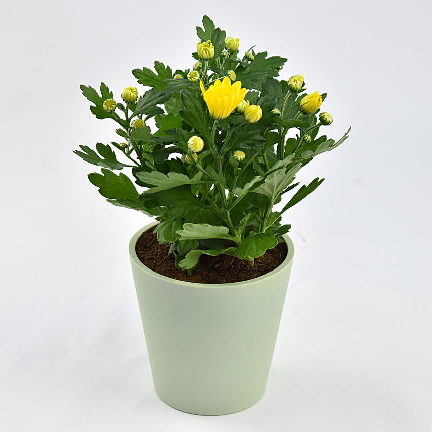Yellow Chrysanthemum Plant In Planter