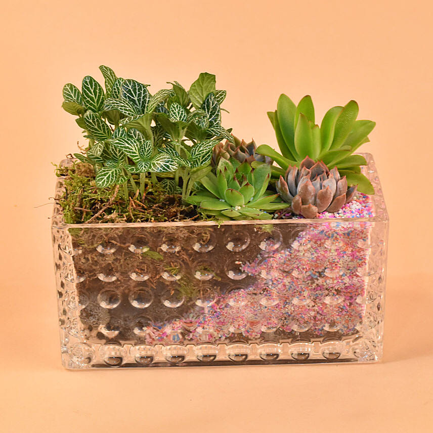 Gorgeous Succulents Terrarium