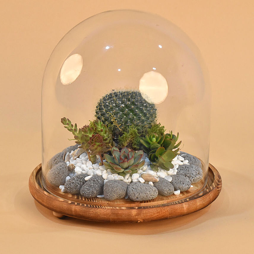 Succulent Plants Dome Glass Terrarium