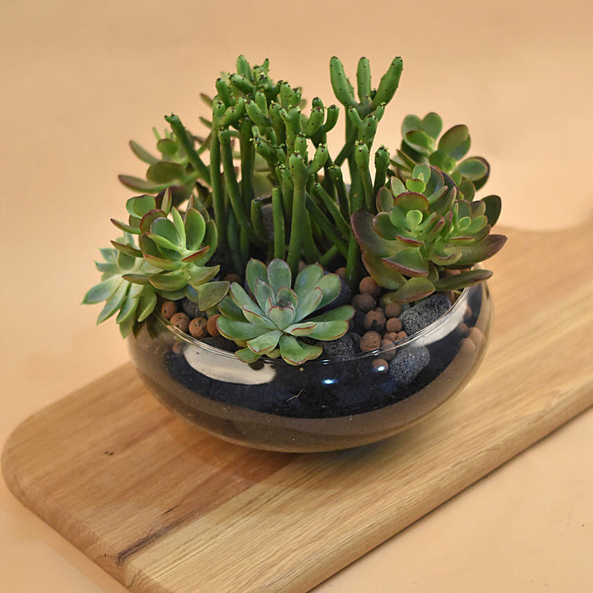 Succulents In Round Glass Vase