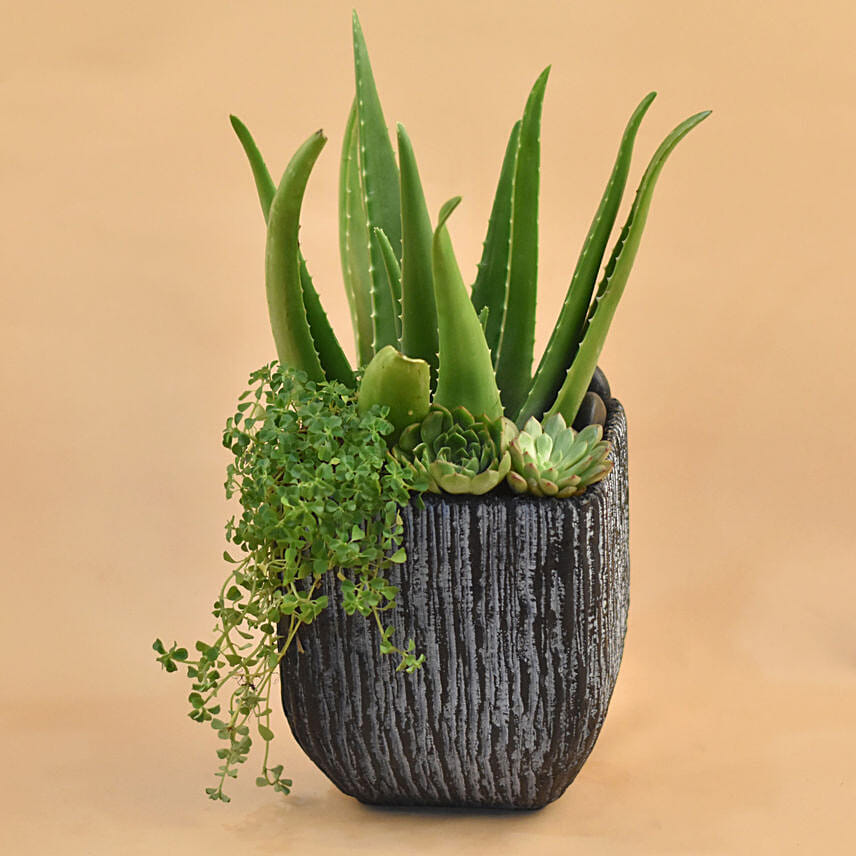 Aloe Vera & Echevieria Plant Vase