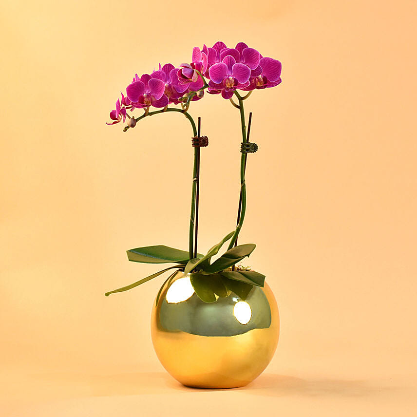 Purple Orchids Plant Fish Bowl Vase