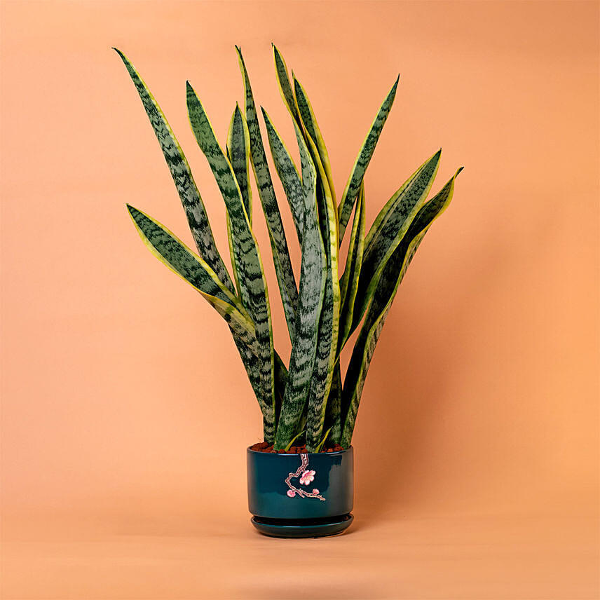 Sansevieria Plant In Green Designer Pot