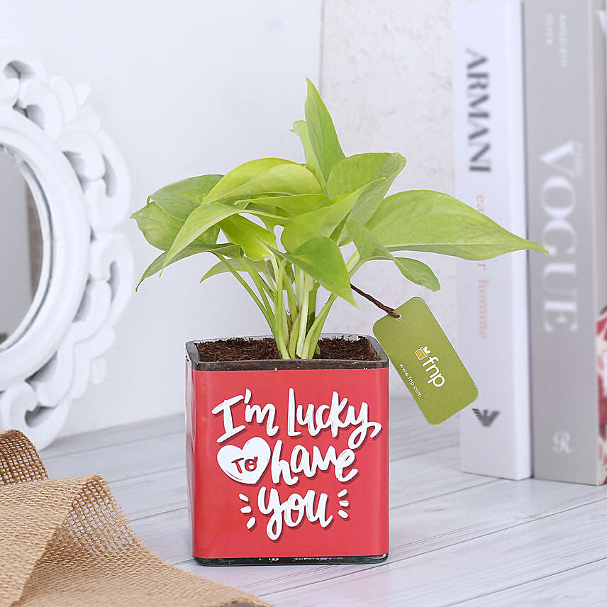 Money Plant In Lucky To Have You Glass Pot Hand Delivery
