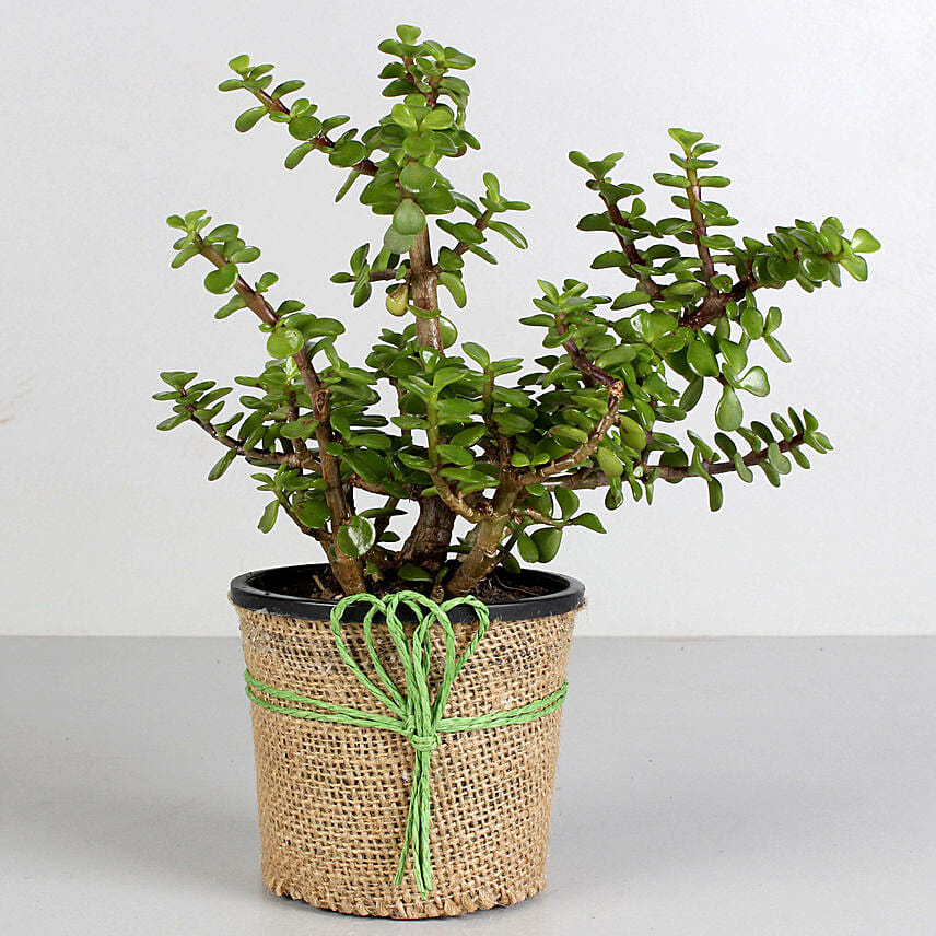 Classy Jade Plant