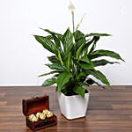 Amazing Peace Lily Plant And Chocolate Treasure Box