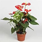 Anthurium Plant In Round Red Pot