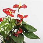 Anthurium Plant In Round Red Pot