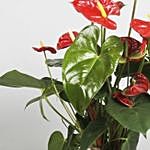 Anthurium Plant In Round Red Pot