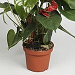 Anthurium Plant In Round Red Pot