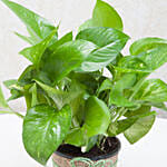 Beautiful Classic Money Plant