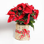 Beautiful Poinsettia Plant In Natural Jute