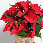 Beautiful Poinsettia Plant In Natural Jute