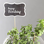Birthday Jade Plant