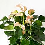 Blooming Anthurium Plant In Round Pot