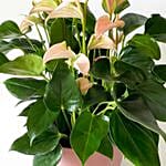 Blooming Anthurium Plant In Round Pot