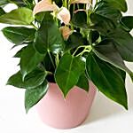 Blooming Anthurium Plant In Round Pot