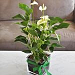 Blooming Anthurium Plant In Square Glass Vase