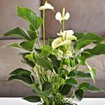 Blooming Anthurium Plant In Square Glass Vase