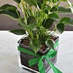 Blooming Anthurium Plant In Square Glass Vase