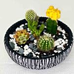 Cactus Echeveria In Ceramic Bowl