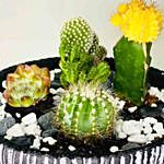 Cactus Echeveria In Ceramic Bowl