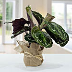 Calathea Plant In Jute Wrapping Pot
