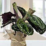 Calathea Plant In Jute Wrapping Pot