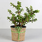 Classy Jade Plant