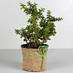 Classy Jade Plant