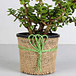 Classy Jade Plant
