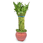 Cylindrical Lucky Bamboo Plant