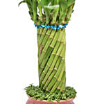 Cylindrical Lucky Bamboo Plant