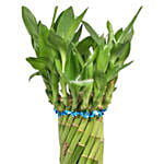 Cylindrical Lucky Bamboo Plant