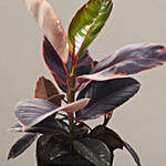 Exotic Ficus Elastica Ruby Plant