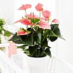 Flowering Anthurium Plant In Round White Pot