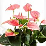 Flowering Anthurium Plant In Round White Pot