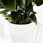 Flowering Anthurium Plant In Round White Pot