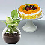 Fruit Cake With Money Plant