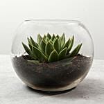 Green Echeveria Plant In Fish Bowl